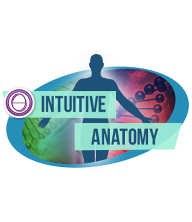 Intuitive Anatomy